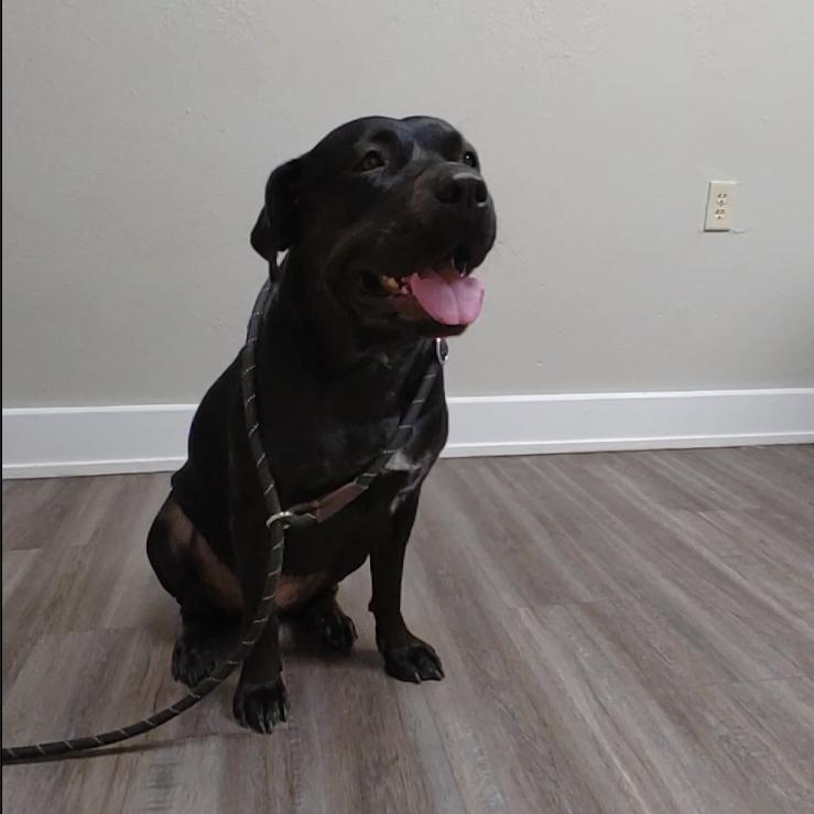 Petunia, Adoptable, Adult Female Bull Terrier & Cane Corso.