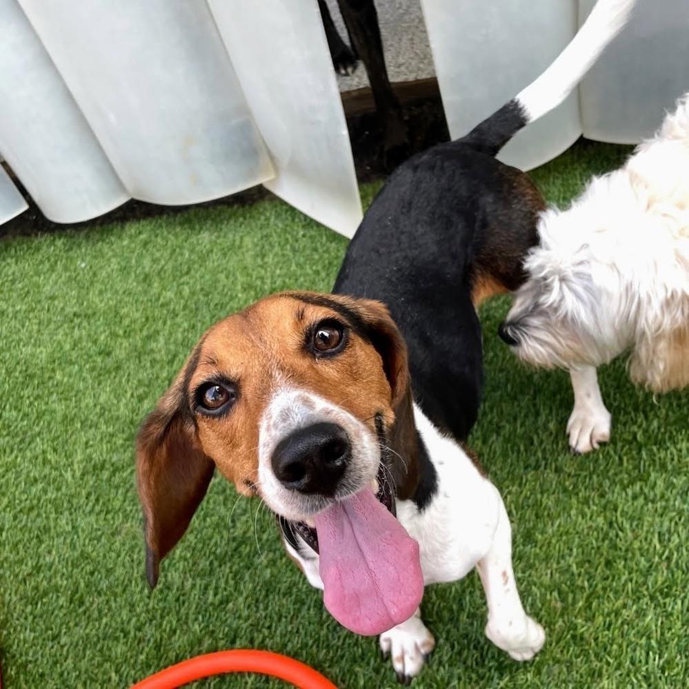 Pretty Penny, Adoptable, Adult Female Beagle.