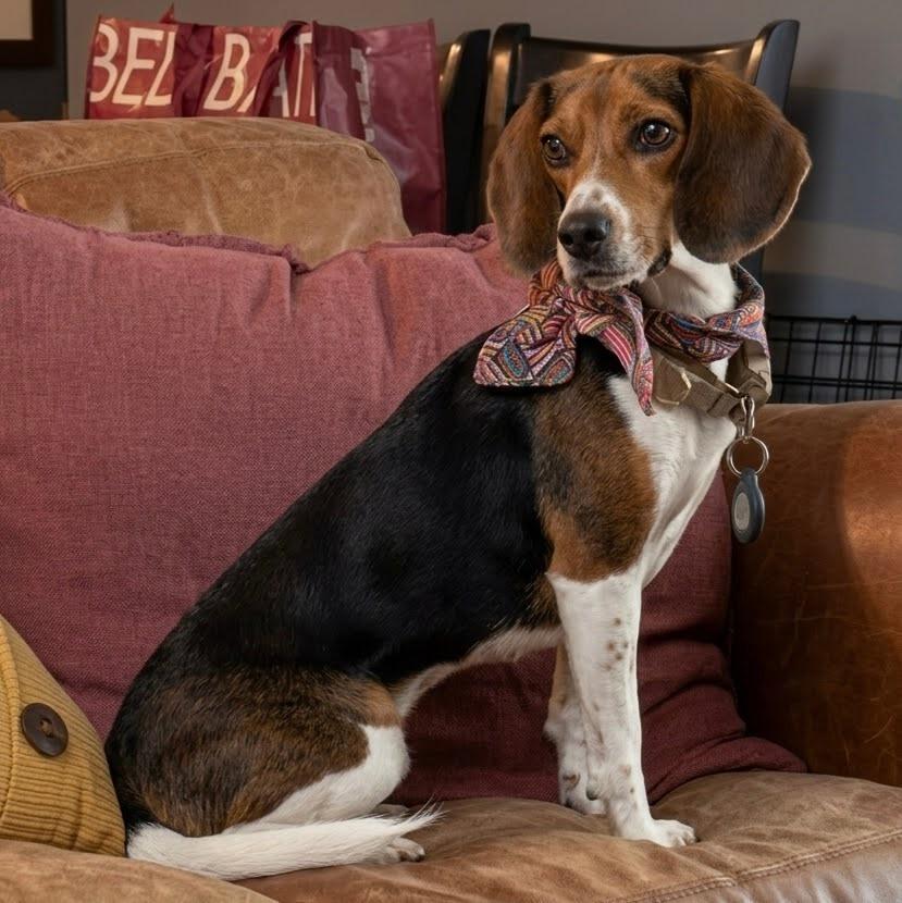 Pretty Penny, Adoptable, Adult Female Beagle.