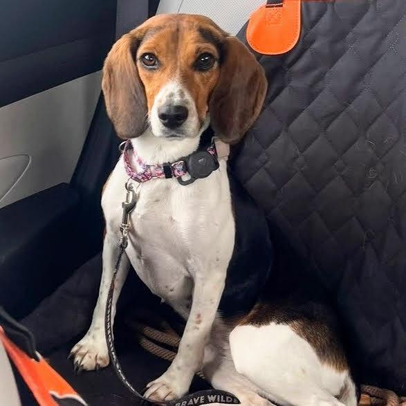 Enlarge Pretty Penny, a Adoptable Beagle in Reynoldsburg, OH image 2/6