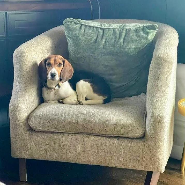 Pretty Penny, a Adoptable Beagle in Reynoldsburg, OH image 2/6