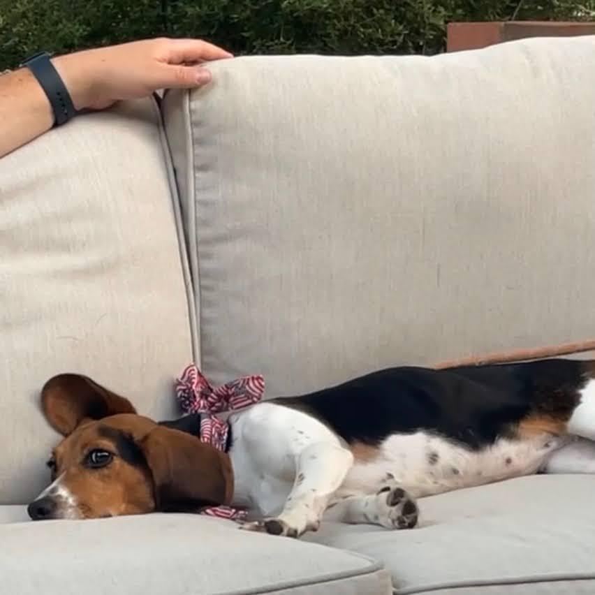Enlarge Pretty Penny, a Adoptable Beagle in Reynoldsburg, OH image 3/6