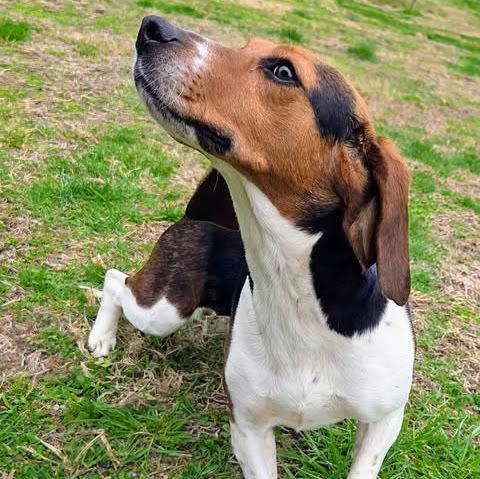 Pretty Penny, a Adoptable Beagle in Reynoldsburg, OH image 4/6
