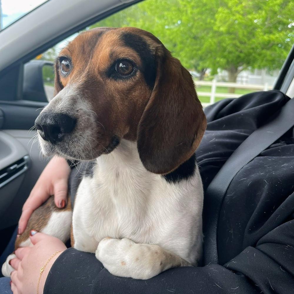 Pretty Penny, a Adoptable Beagle in Reynoldsburg, OH image 5/6