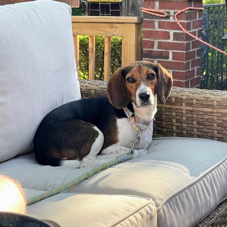Pretty Penny, a Adoptable Beagle in Reynoldsburg, OH image 6/6