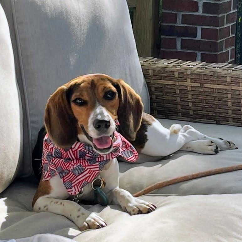 Enlarge Pretty Penny, a Adoptable Beagle in Reynoldsburg, OH image 5/6