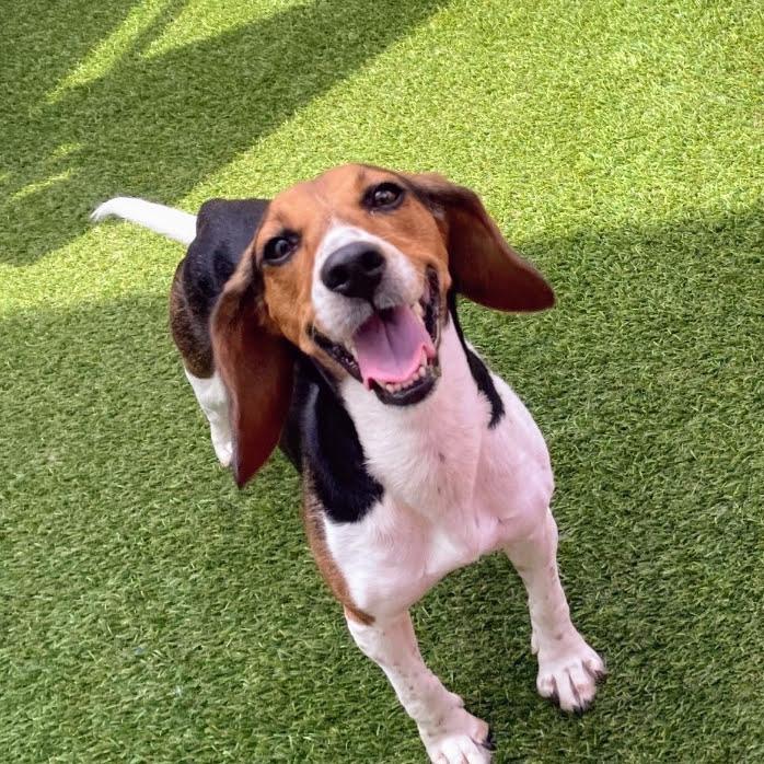 Enlarge Pretty Penny, a Adoptable Beagle in Reynoldsburg, OH image 6/6