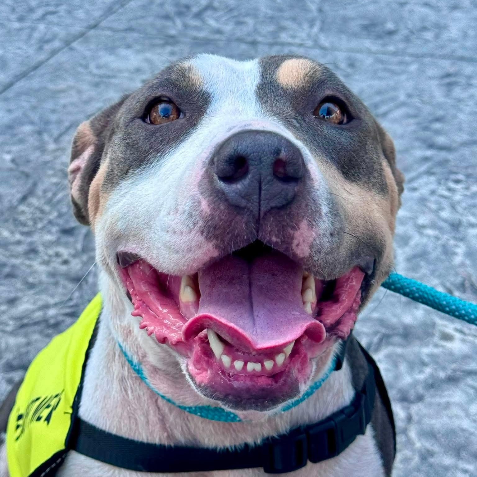 Enlarge Sweetie, a Adoptable American Staffordshire Terrier in Soddy Daisy, TN image 3/3