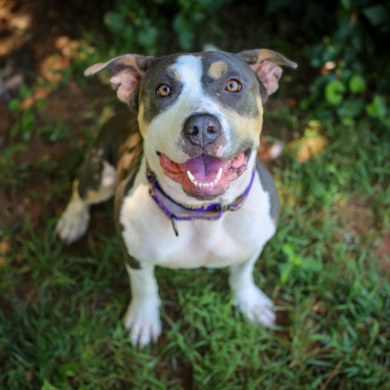 Enlarge Sweetie, a Adoptable American Staffordshire Terrier in Soddy Daisy, TN image 1/3
