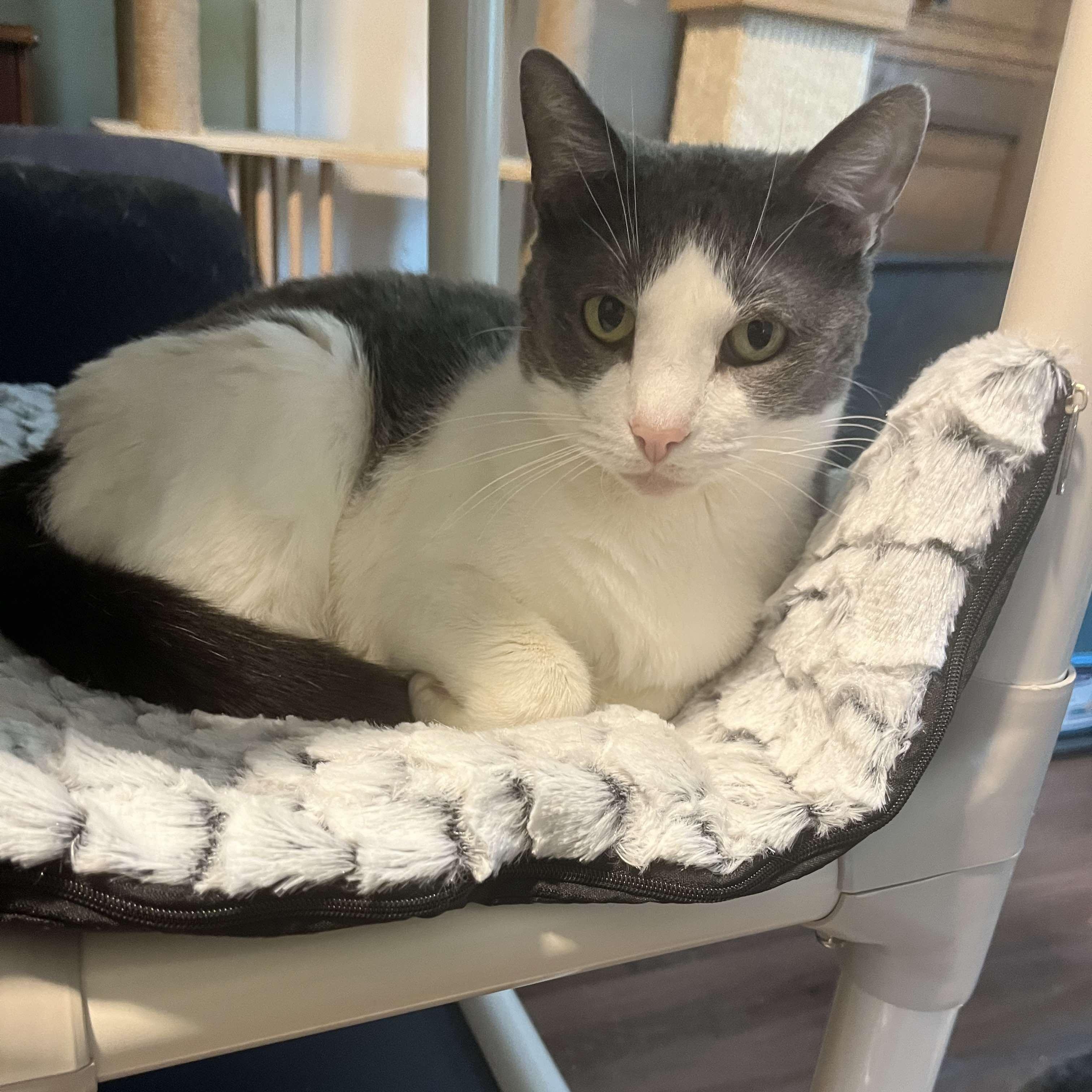 Tori (small), a Adoptable Domestic Short Hair in Huntington, NY image 5/5