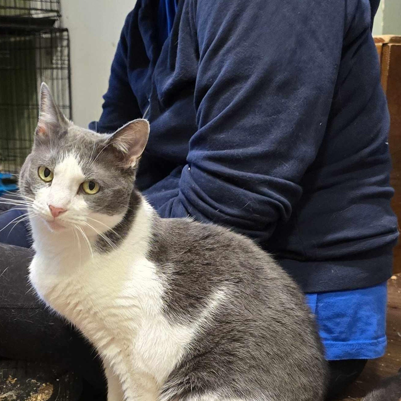 Tori (small), a Adoptable Domestic Short Hair in Huntington, NY image 4/5