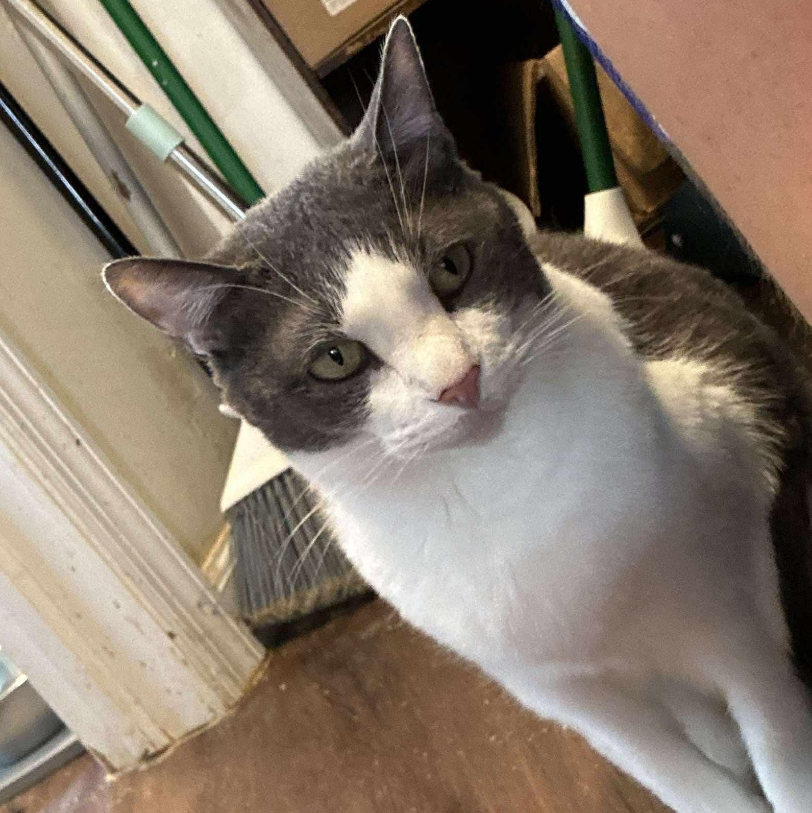 Tori (small), a Adoptable Domestic Short Hair in Huntington, NY image 2/5