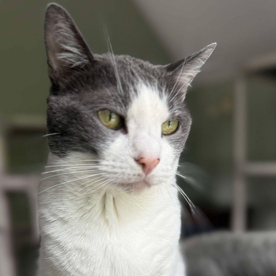 Tori (small), a Adoptable Domestic Short Hair in Huntington, NY image 1/5