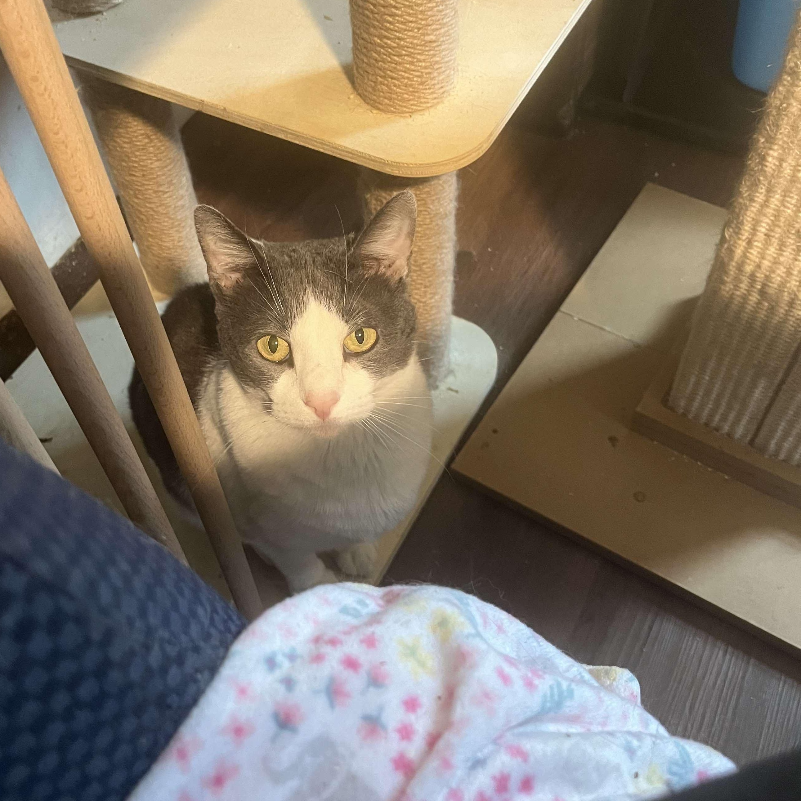 Tori (small), a Adoptable Domestic Short Hair in Huntington, NY image 3/5