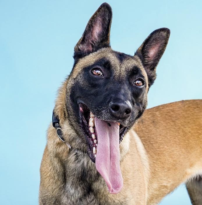 ARIA, Adoptable, Young Female Belgian Shepherd / Malinois.