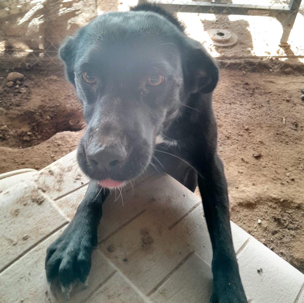 Velvet, a Adoptable mixed breed in Mexicali, BCN image 4/6