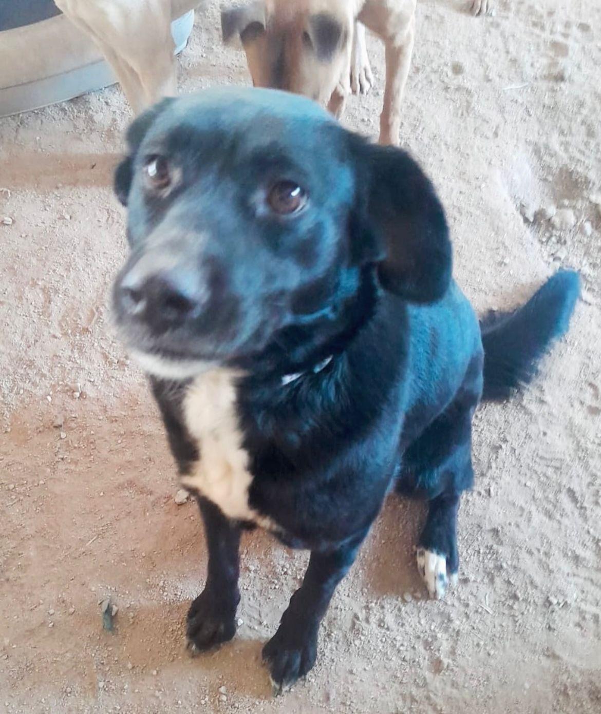 Velvet, a Adoptable mixed breed in Mexicali, BCN image 3/5