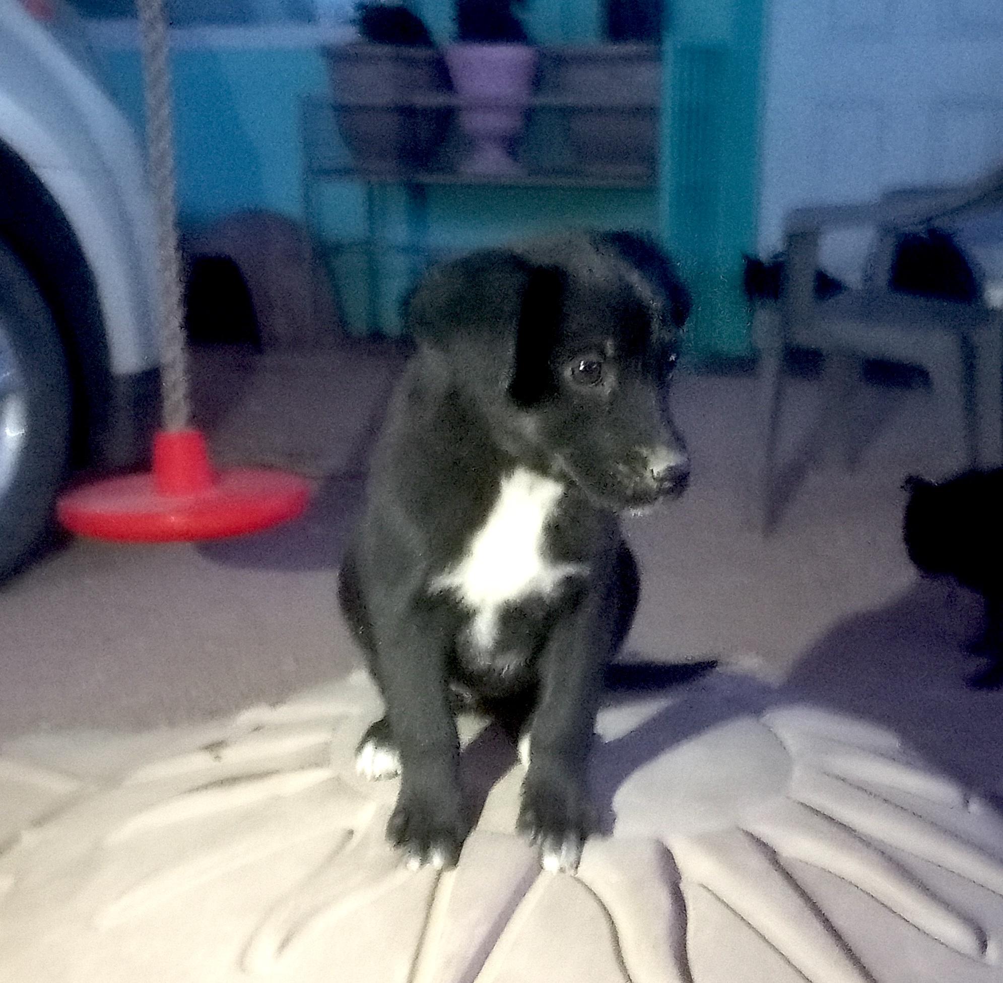 Velvet, a Adoptable mixed breed in Mexicali, BCN image 5/6