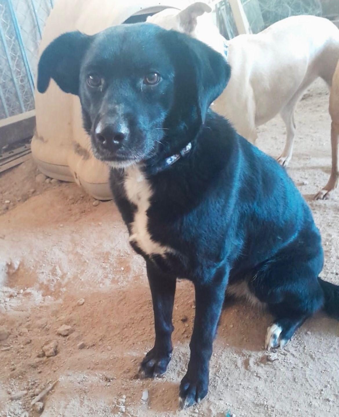 Velvet, a Adoptable mixed breed in Mexicali, BCN image 2/5