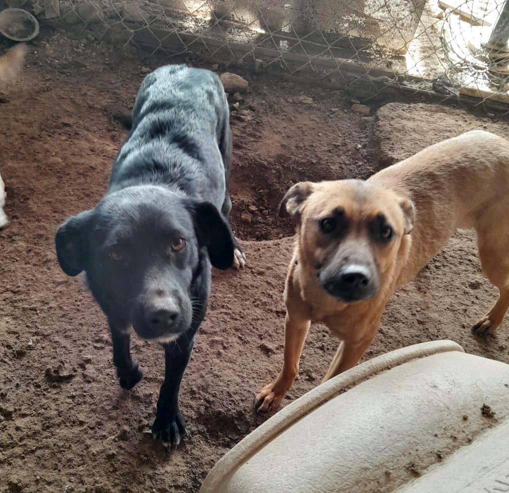 Velvet, a Adoptable mixed breed in Mexicali, BCN image 3/6