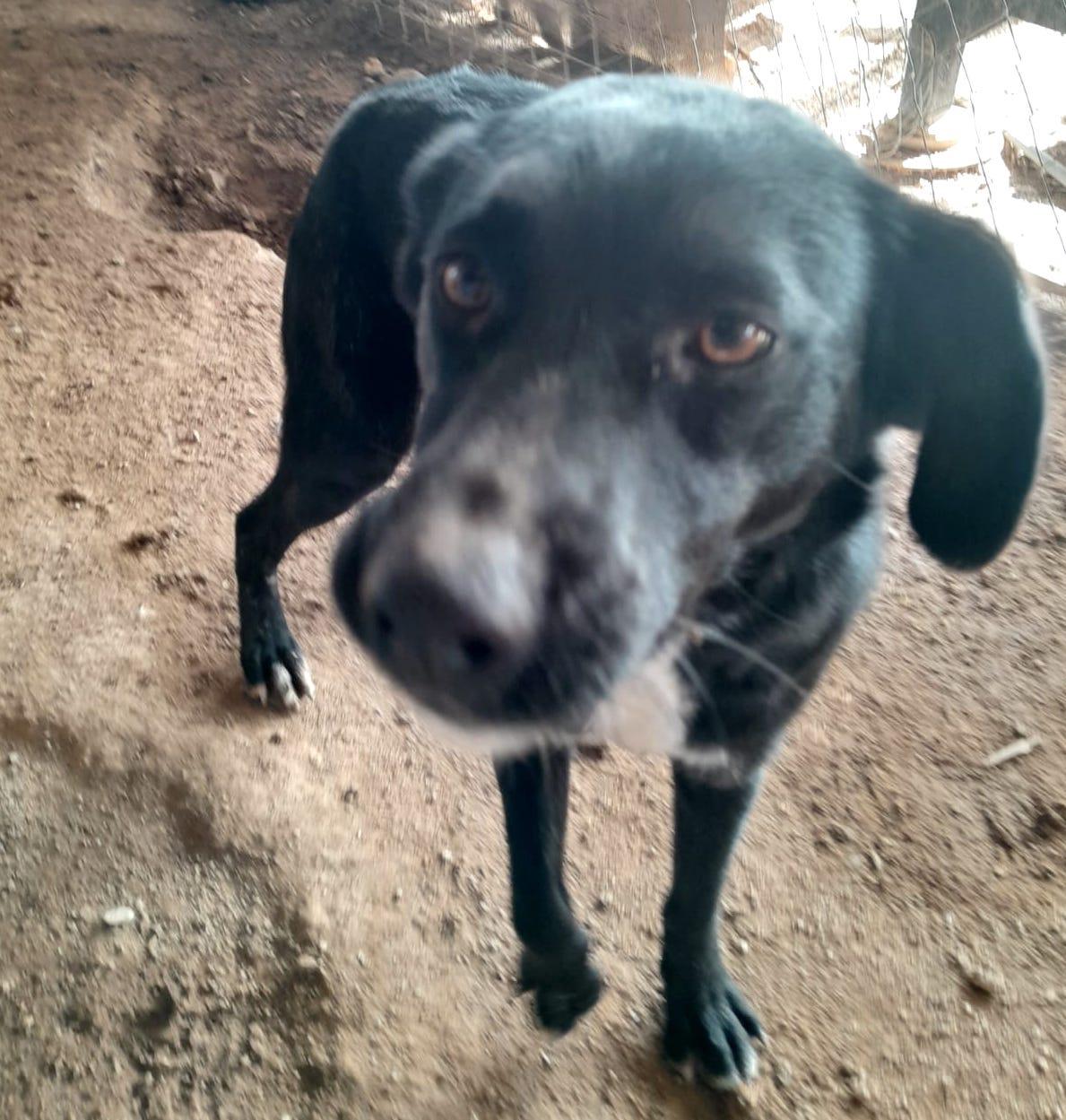 Velvet, a Adoptable mixed breed in Mexicali, BCN image 2/6