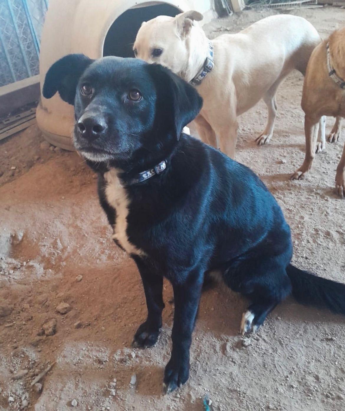 Velvet, a Adoptable mixed breed in Mexicali, BCN image 1/5