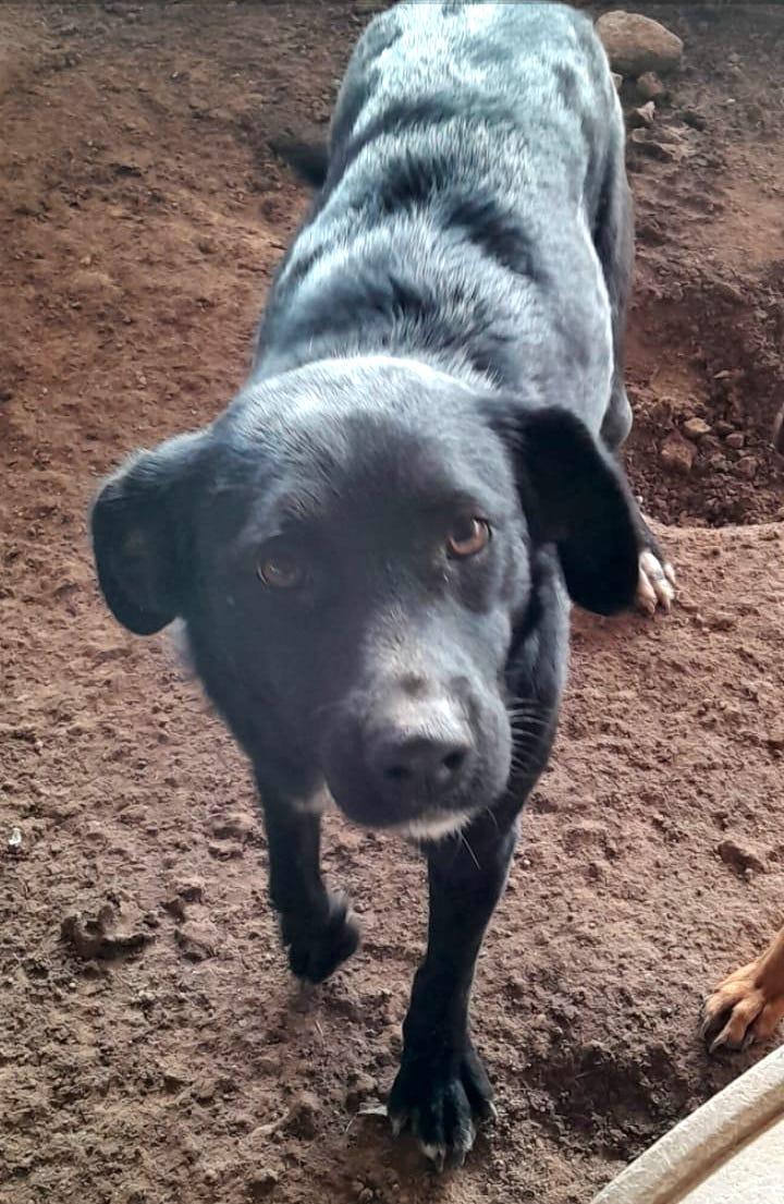 Velvet, Adoptable, Adult Female Black Labrador Retriever.