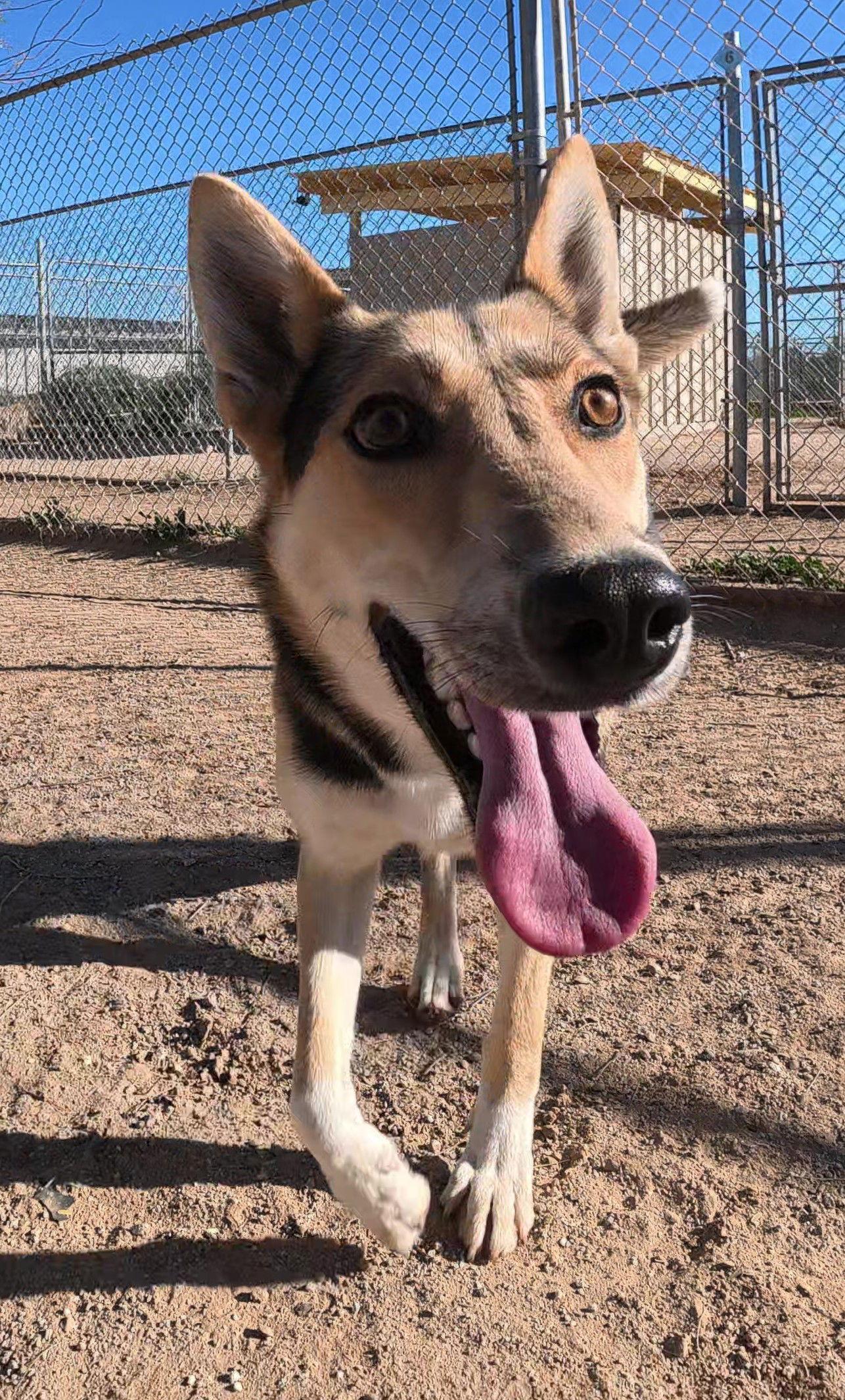 Enlarge Lucy, a Adopted German Shepherd Dog in Queen Creek, AZ image 1/3