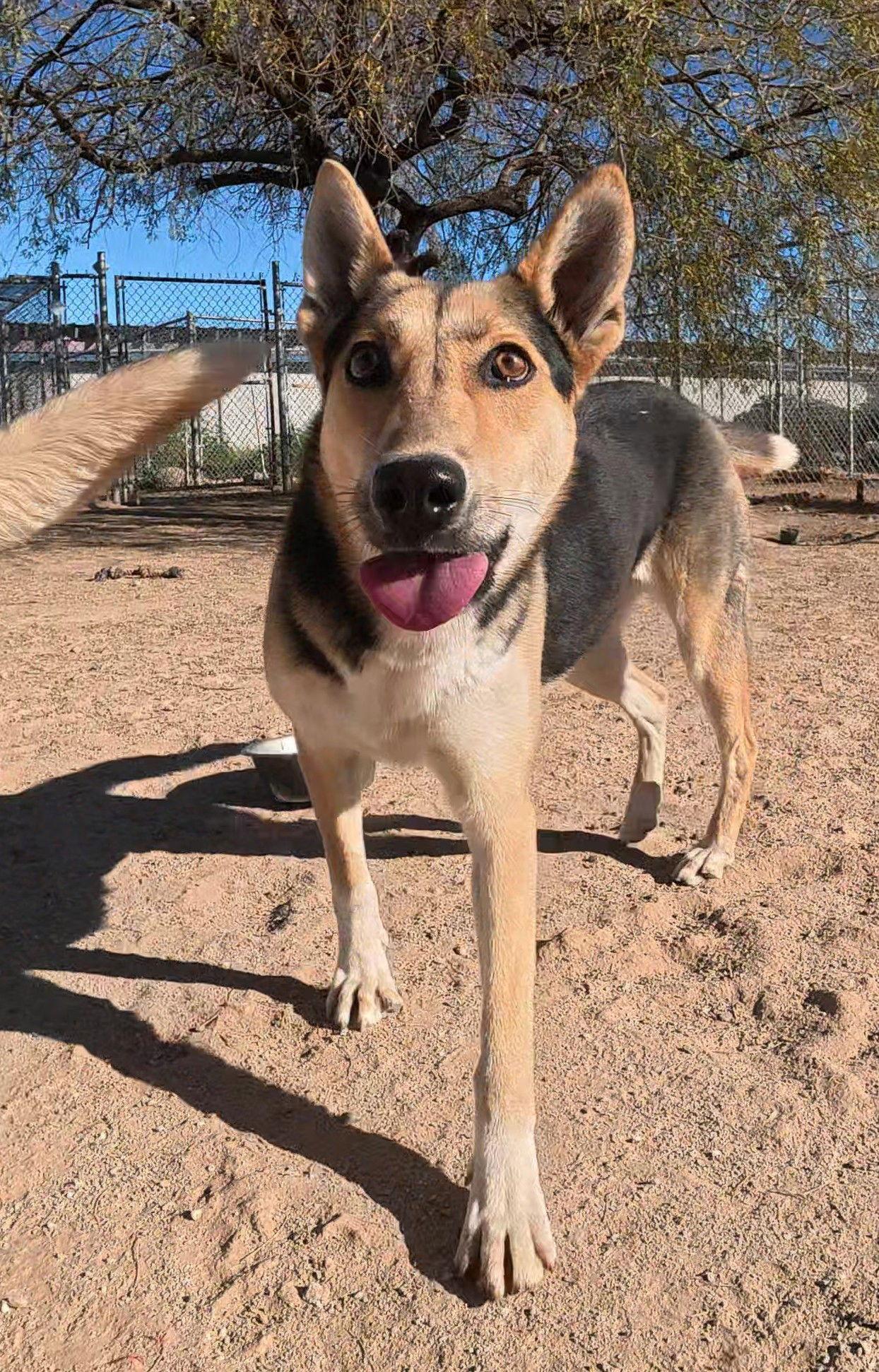 Enlarge Lucy, a Adopted German Shepherd Dog in Queen Creek, AZ image 2/3