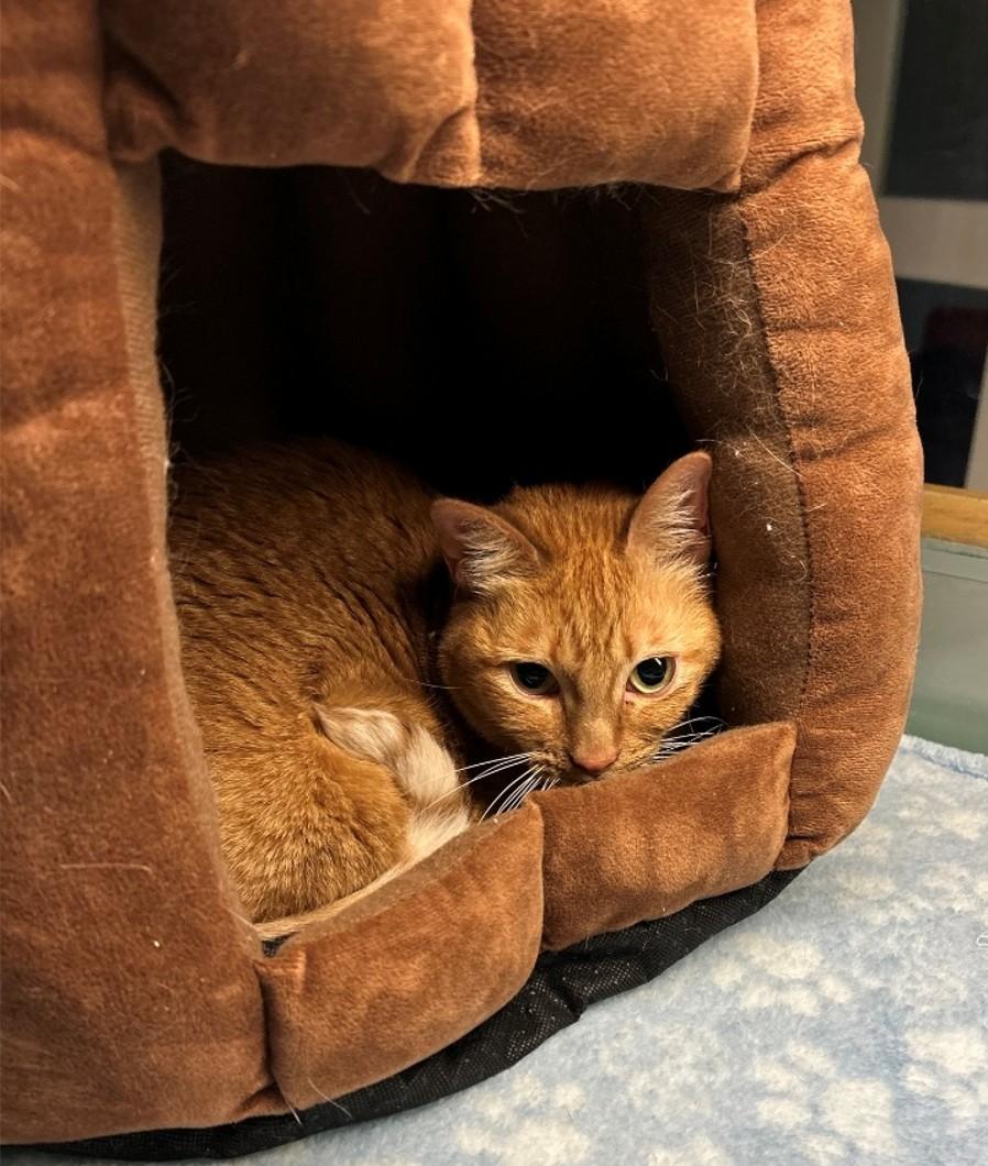 Livvy, ADOPTABLE, Adult Female Domestic Short Hair.