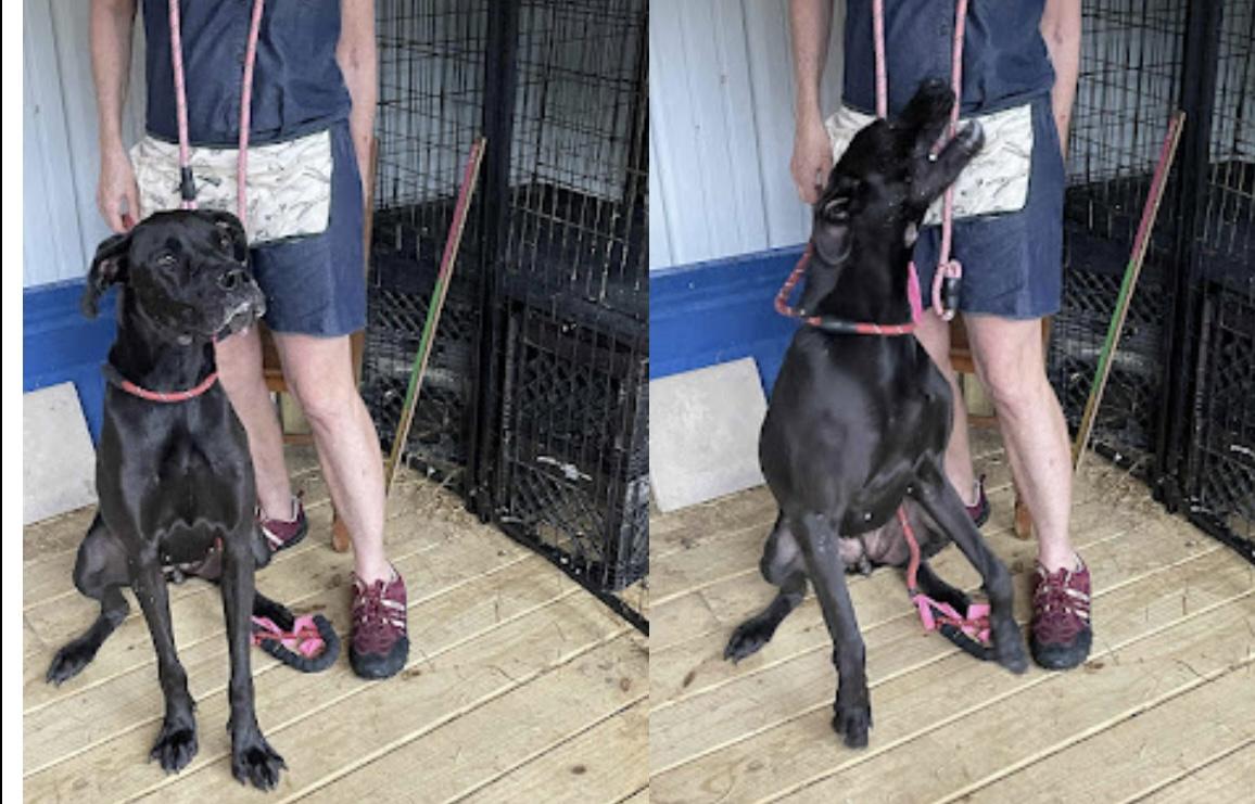 Darcy, a Adoptable mixed breed in WARREN, RI image 1/3