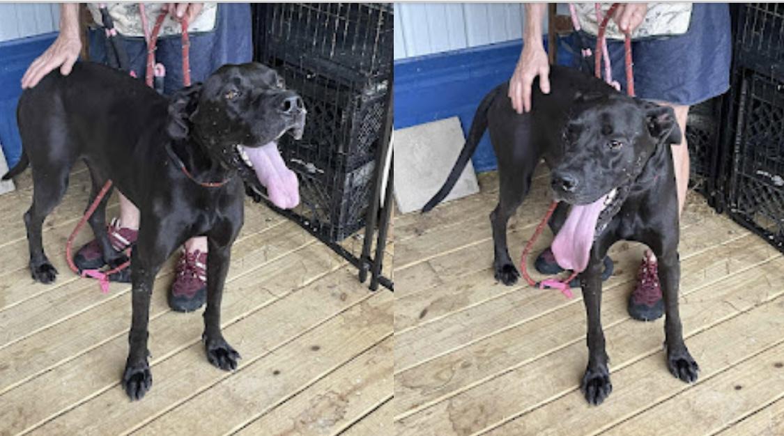 Darcy, a Adoptable mixed breed in WARREN, RI image 2/3