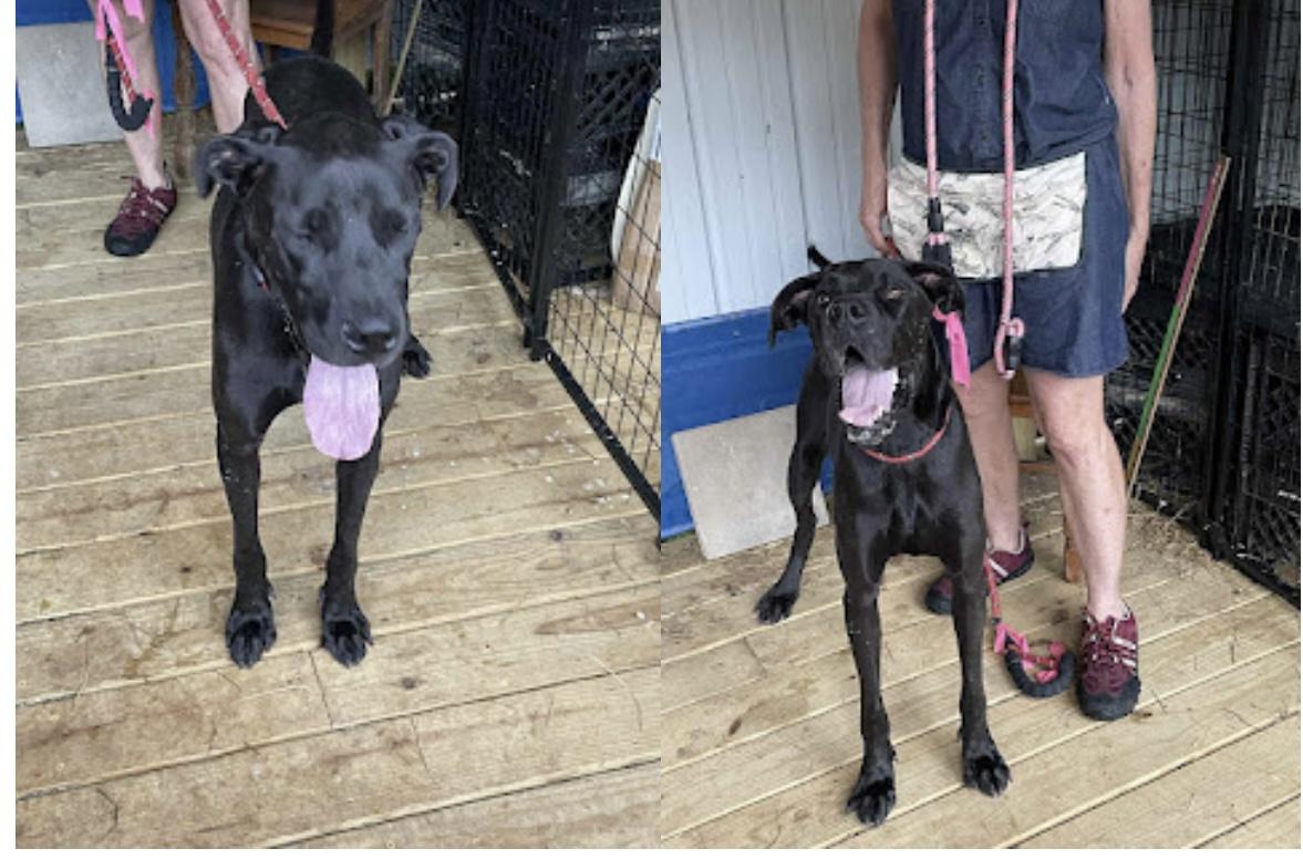 Darcy, a Adoptable mixed breed in WARREN, RI image 3/3