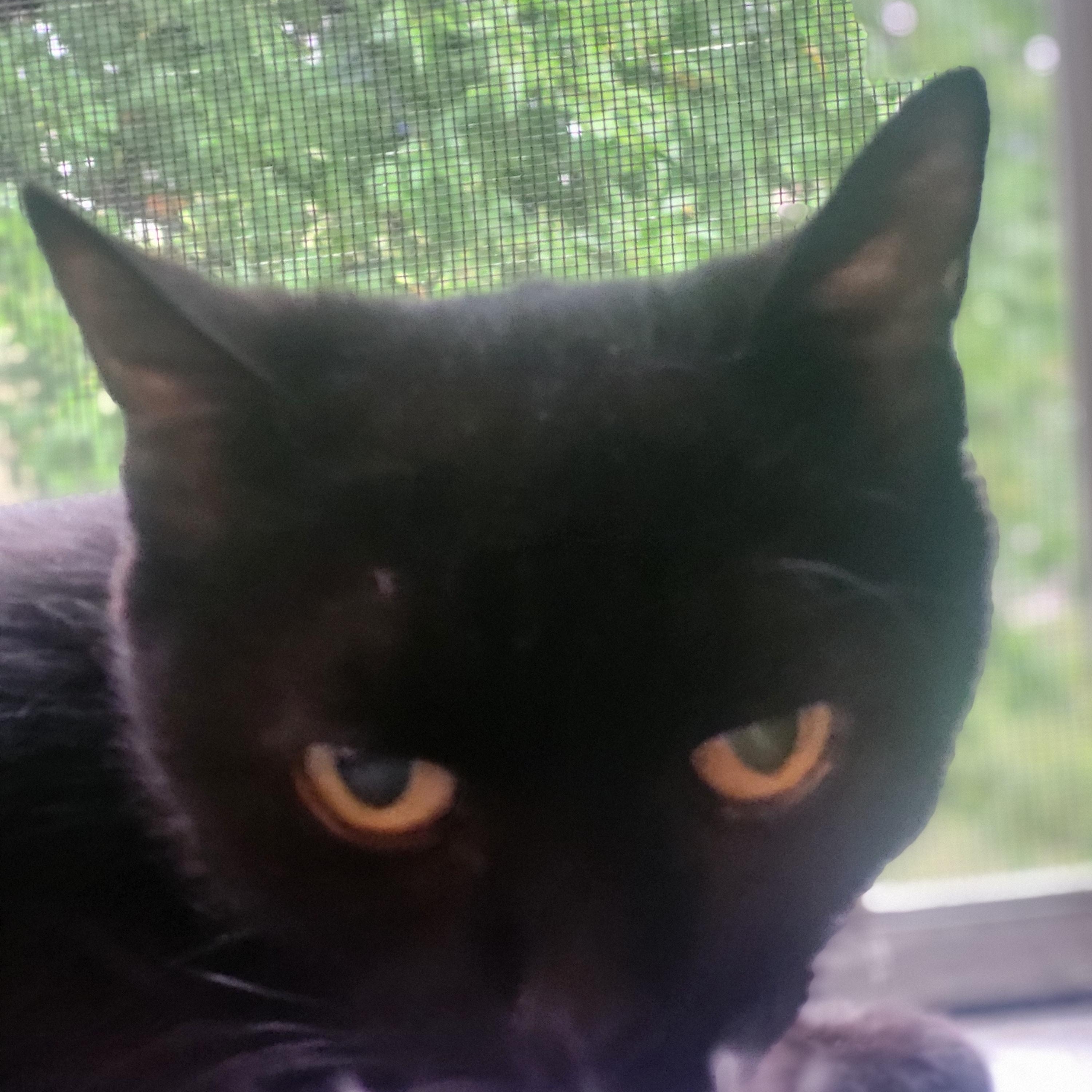 Murray, a ADOPTABLE Domestic Short Hair in Medford, MA image 4/5