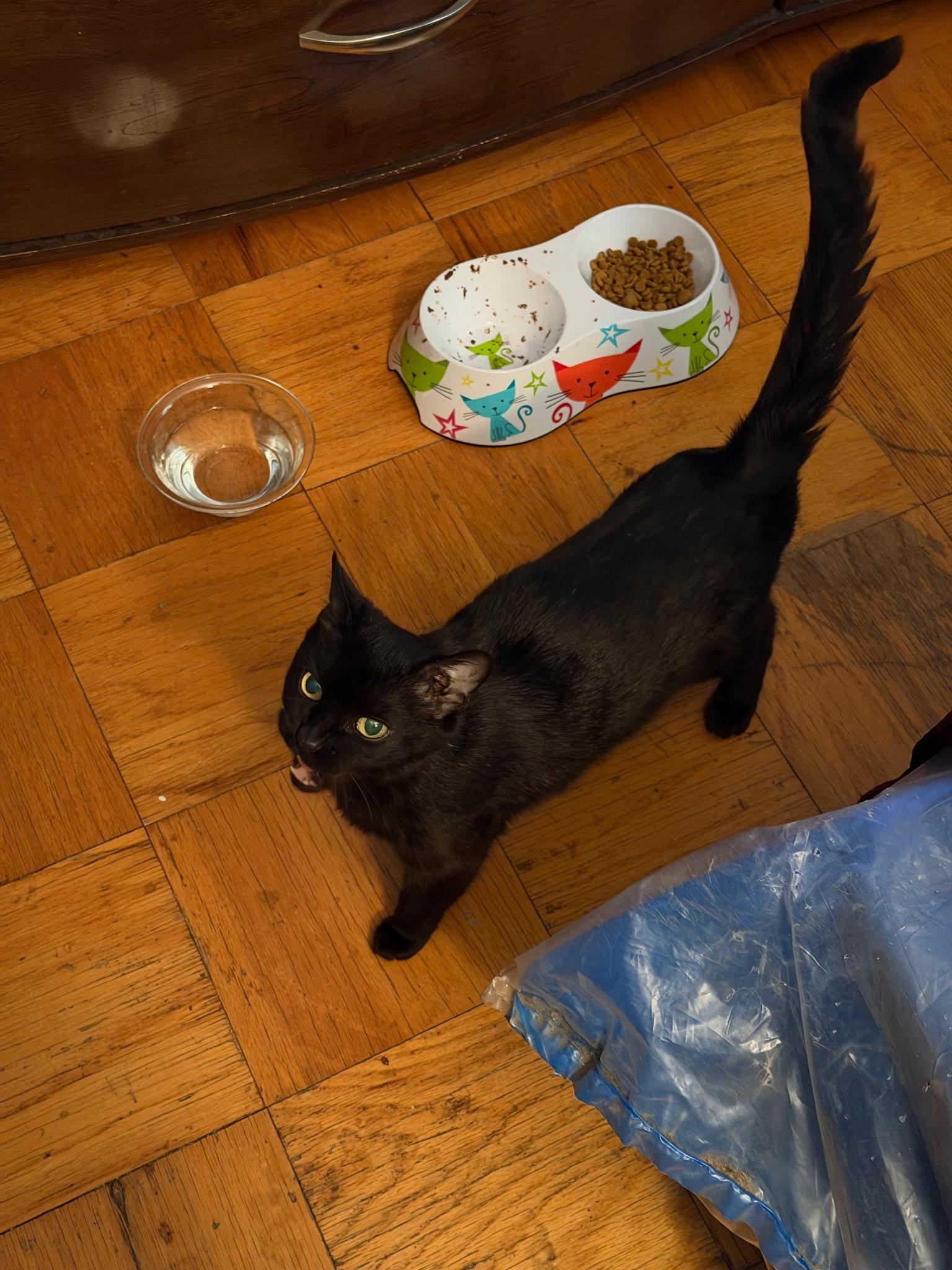 Murray, a ADOPTABLE Domestic Short Hair in Medford, MA image 2/5
