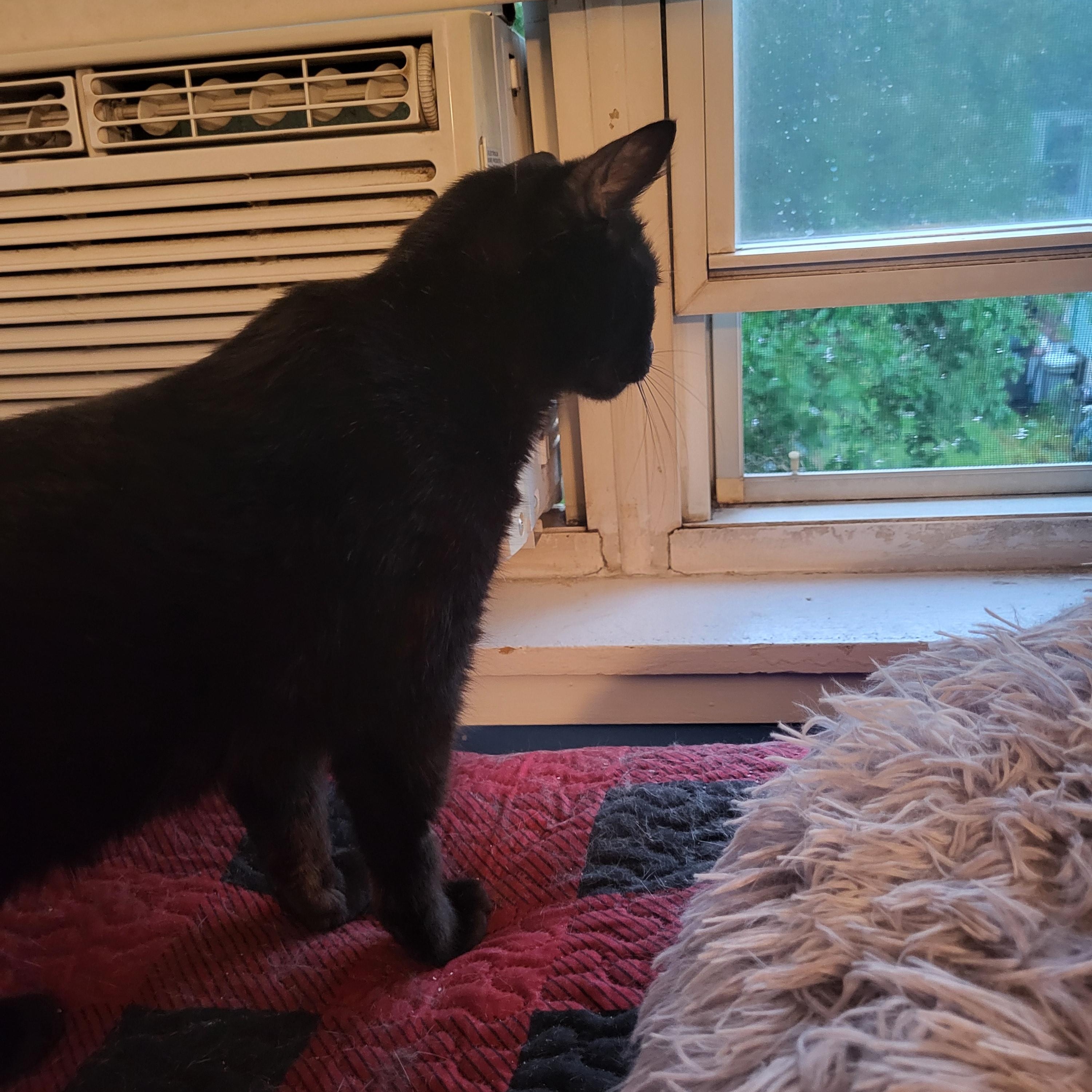 Murray, a ADOPTABLE Domestic Short Hair in Medford, MA image 3/5