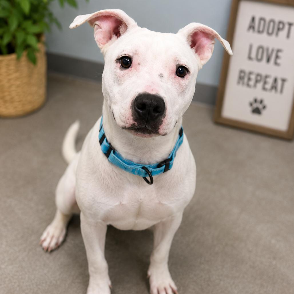 Enlarge Jade 9 months female, a Adopted Mixed Breed in Sterling, MA image 1/1