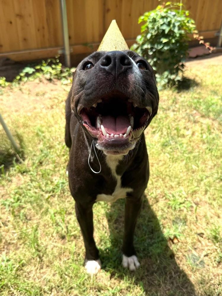 Manchee, Adoptable, Young Male Labrador Retriever & Pit Bull Terrier.
