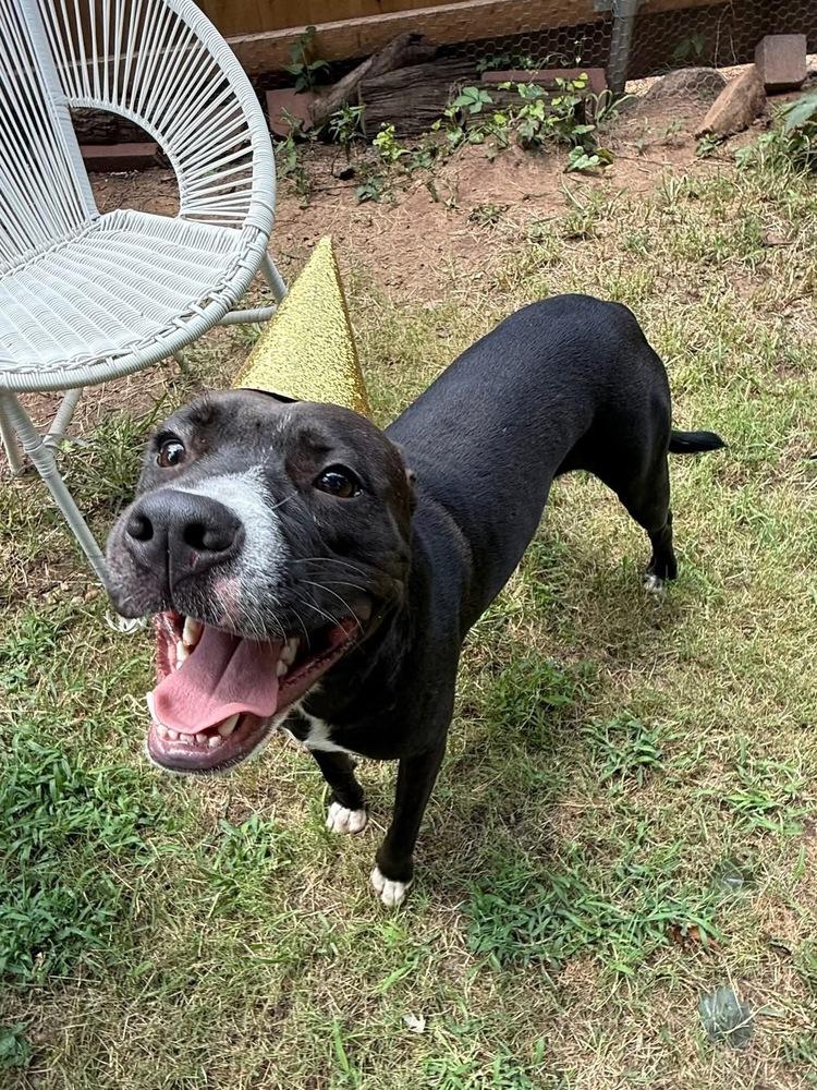 Manchee, a Adoptable mixed breed in Warr Acres, OK image 2/6