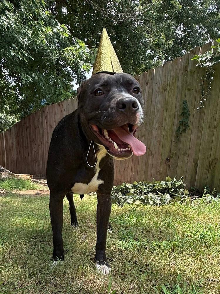 Manchee, a Adoptable mixed breed in Warr Acres, OK image 3/6