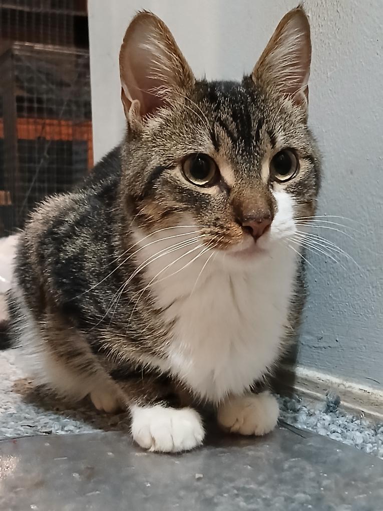 Enlarge Shilo, an adopted Domestic Short Hair in Staten Island, NY image 1/2