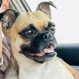 Sandy, Adoptable, Adult Female Pug.