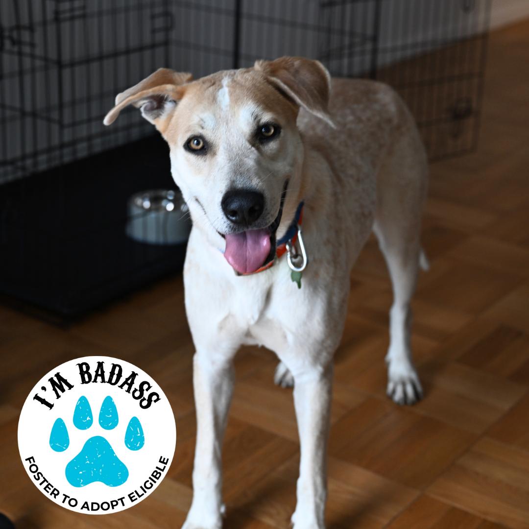 Sally Rooney, Adoptable, Young Female Labrador Retriever.