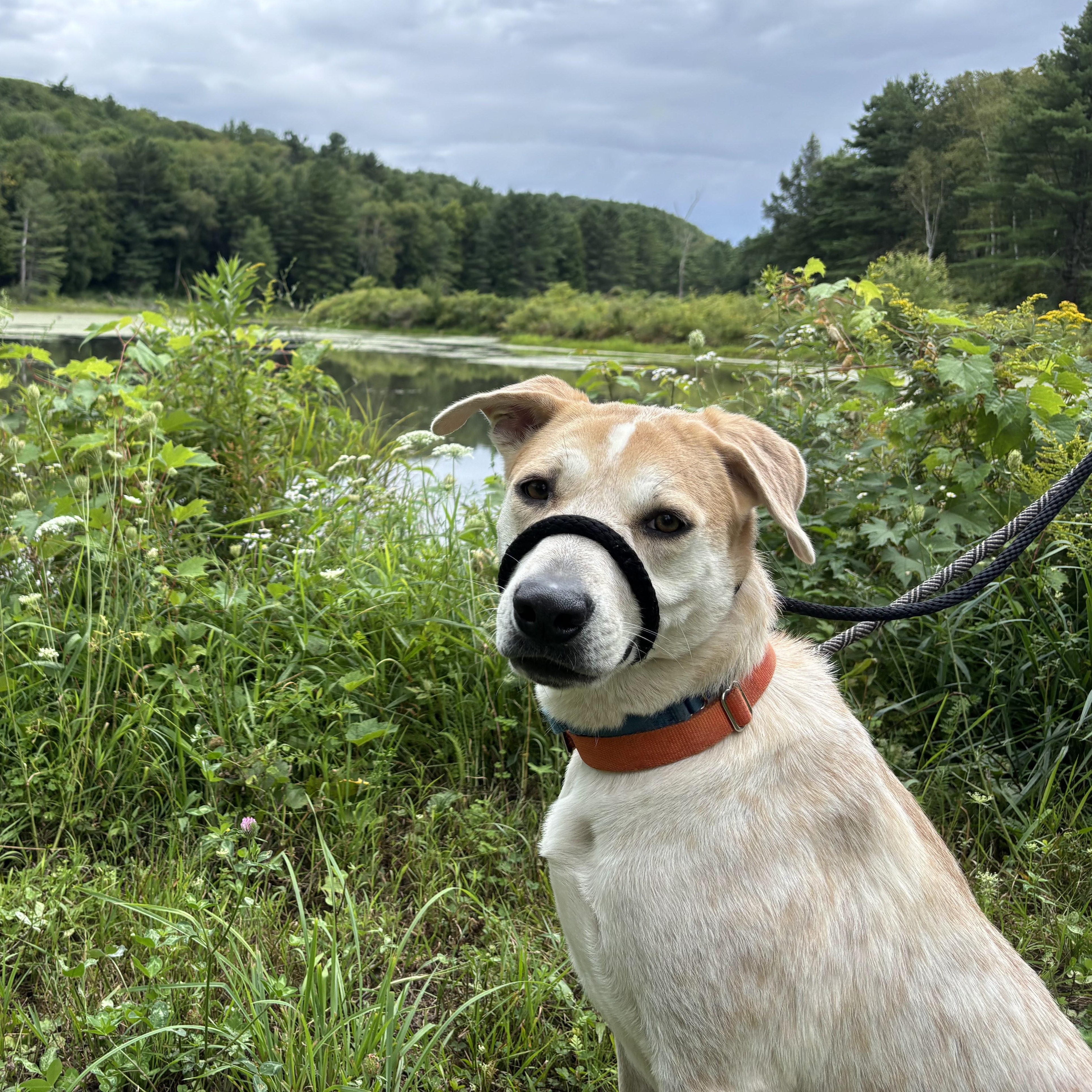 Enlarge Sally Rooney, a Adoptable mixed breed in Brooklyn, NY image 4/6
