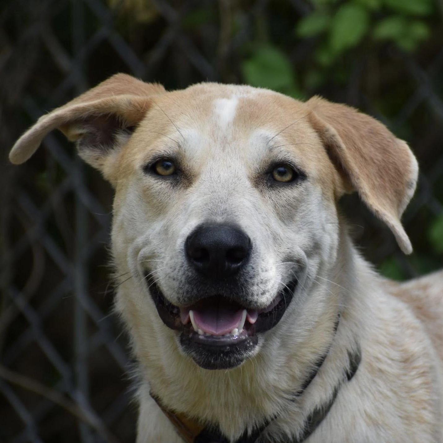 Enlarge Sally Rooney, a Adoptable mixed breed in Brooklyn, NY image 2/6