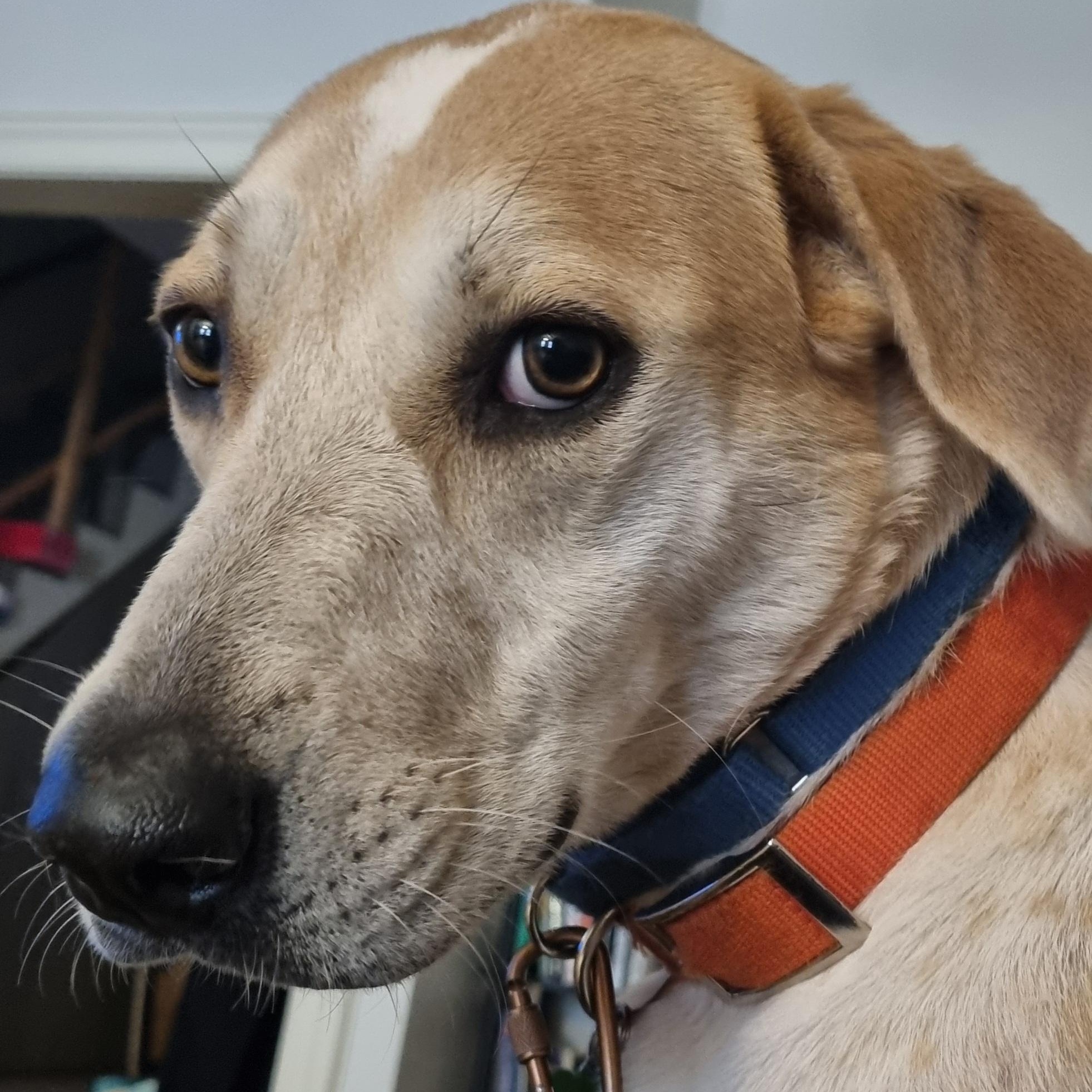 Enlarge Sally Rooney, a Adoptable mixed breed in Brooklyn, NY image 5/6