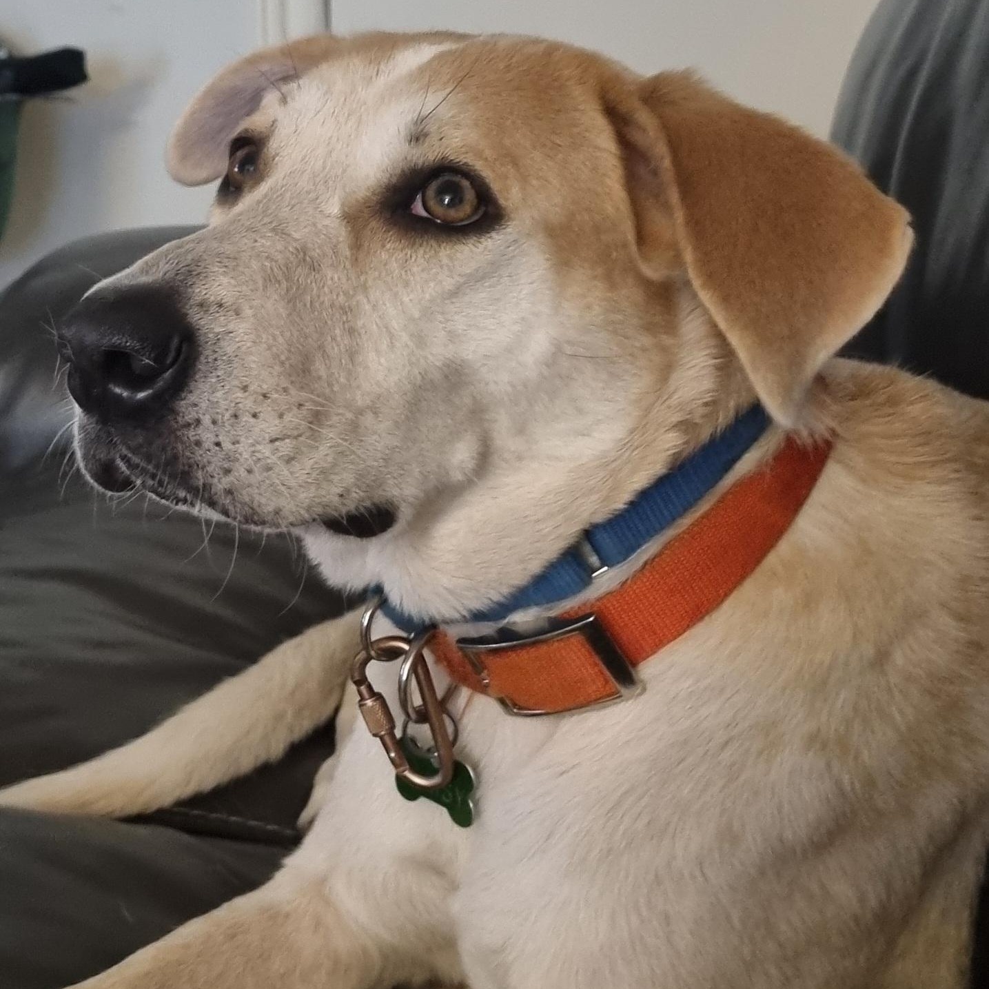 Enlarge Sally Rooney, a Adoptable mixed breed in Brooklyn, NY image 3/6