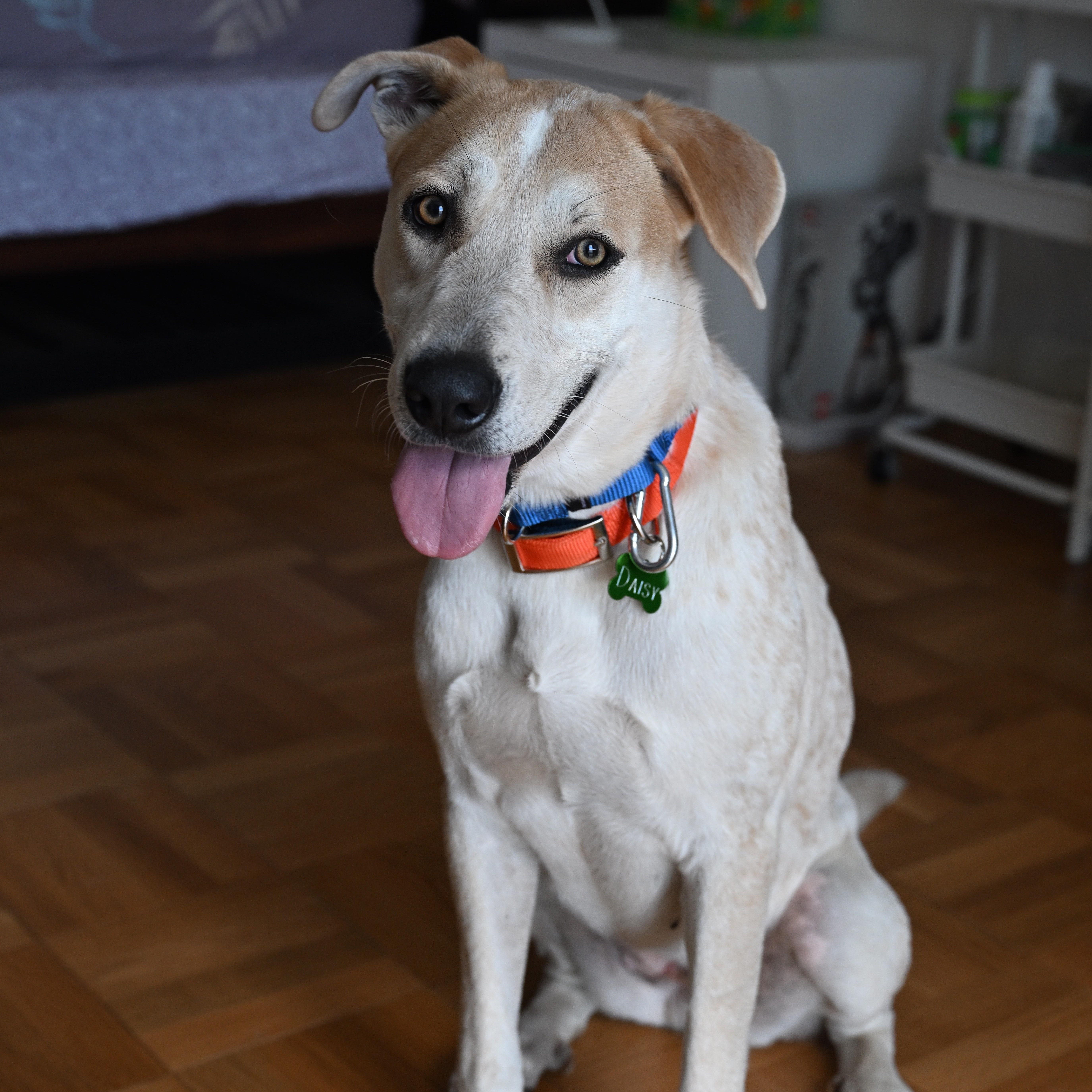 Enlarge Sally Rooney, a Adoptable mixed breed in Brooklyn, NY image 6/6