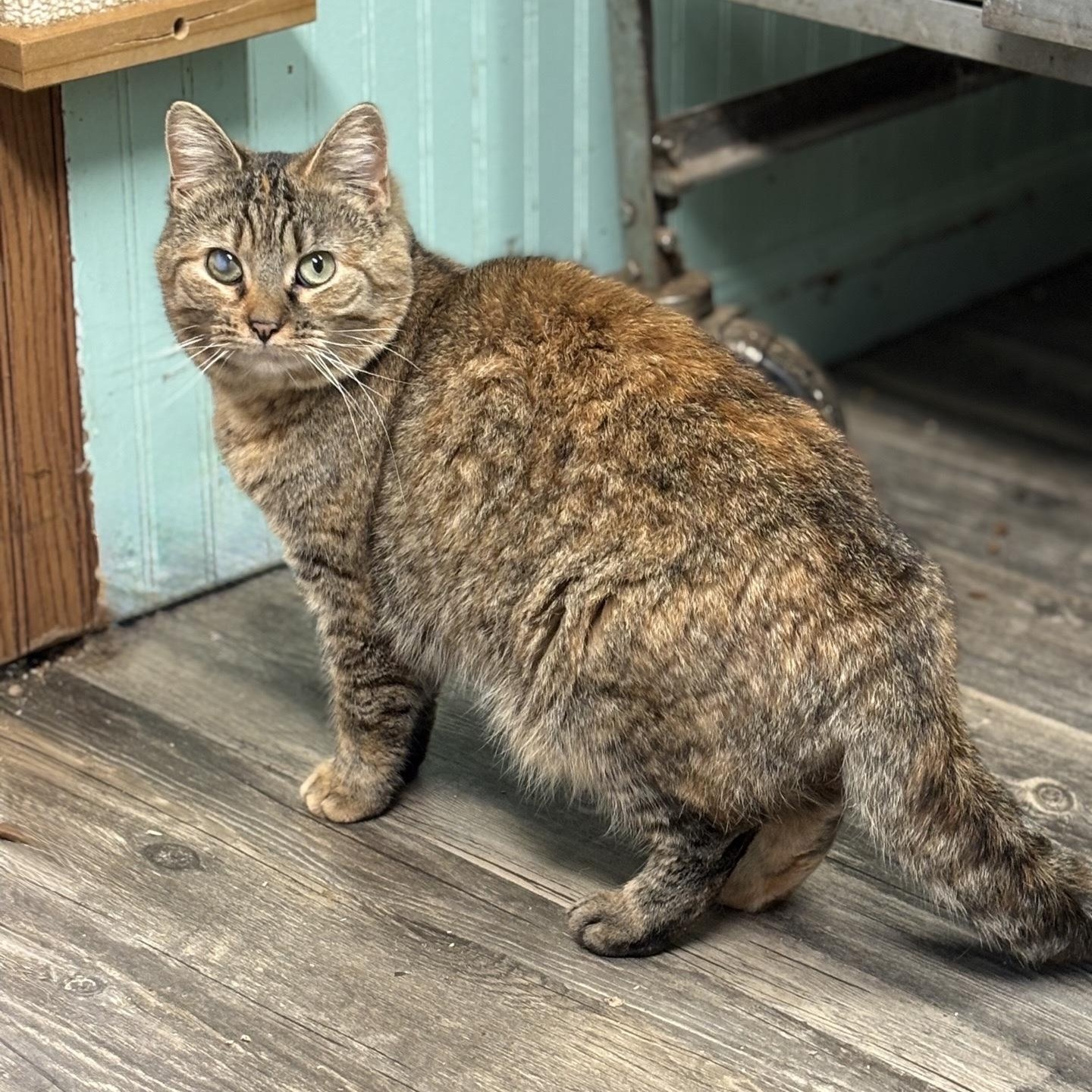 Enlarge Evie, a Adoptable Domestic Short Hair in Cortland, NY image 1/1