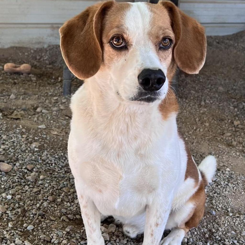 MacGyver, Adoptable, Senior Male Beagle.